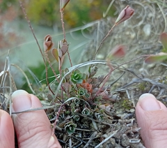 Phyllanthus polygonoides