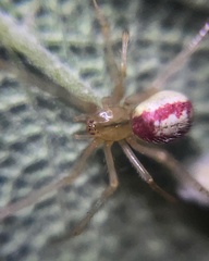 Enoplognatha ovata