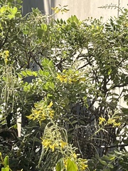 Sophora