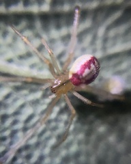 Enoplognatha ovata