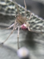 Enoplognatha ovata