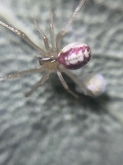 Enoplognatha ovata