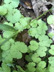 Hydrocotyle moschata