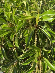 Citharexylum spinosum