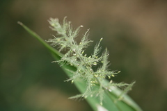 Setaria barbata