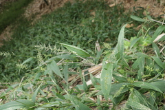 Setaria barbata