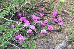 Echinocereus berlandieri