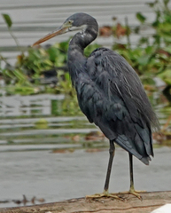 Egretta gularis