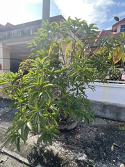 Mangifera indica