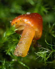Hygrocybe minutula