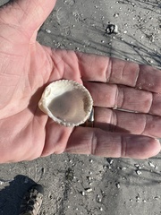 Dallocardia muricata