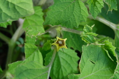 Physalis cordata