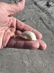 Dallocardia muricata