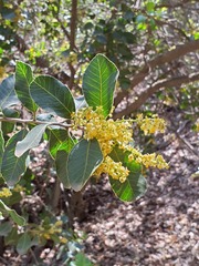 Lithraea caustica