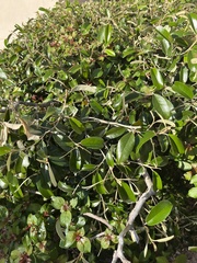 Chrysophyllum oliviforme