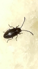 Ptilodactylidae