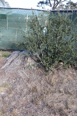 Quercus agrifolia