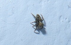 Pseudeuophrys erratica