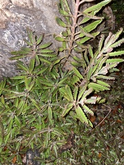 Bryophyllum