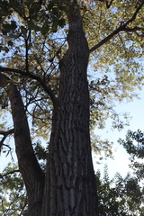 Populus trichocarpa