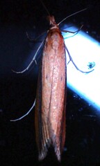 Donacaula melinellus