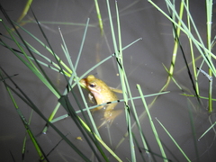 Chalcorana chalconota