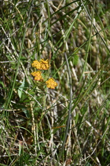 Bupleurum