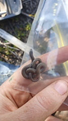 Aprasia striolata