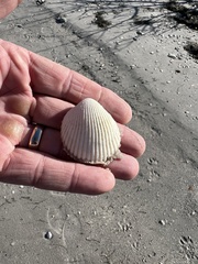 Dallocardia muricata