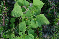 Physalis cordata