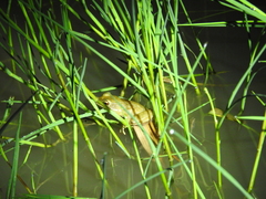 Chalcorana chalconota