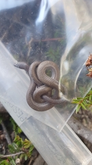 Aprasia striolata