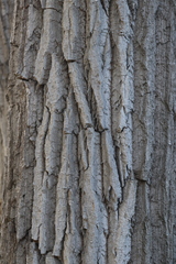 Populus trichocarpa
