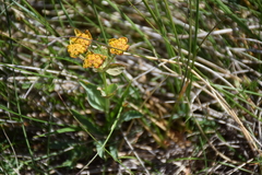 Bupleurum