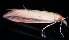 Donacaula melinellus
