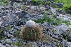 Melocactus macracanthos