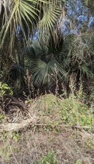 Acoelorraphe wrightii