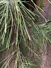 Casuarina equisetifolia