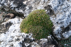 Lithophila muscoides