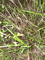 Xyris platylepis