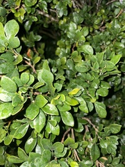 Murraya paniculata