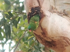 Trichoglossus chlorolepidotus