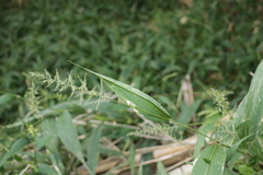 Setaria barbata