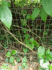 Aristolochia pothieri