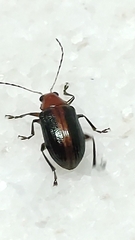 Metaxyonycha viridilimbata