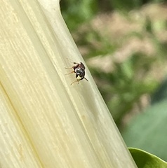 Hylaeus littleri