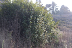 Ribes sanguineum