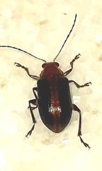 Metaxyonycha viridilimbata