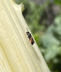 Hylaeus littleri