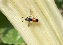 Hylaeus littleri